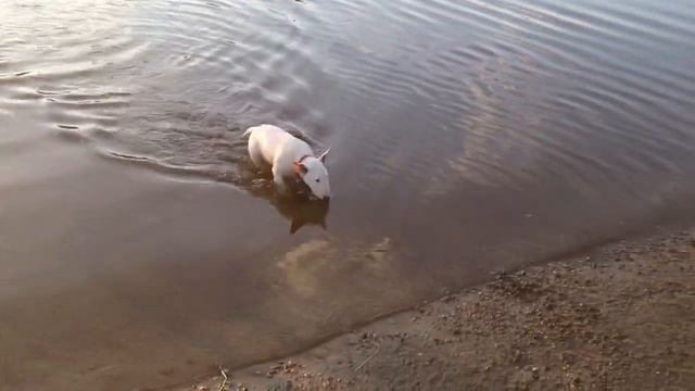 Бультерьер 3 мес. первый заплыв! смотреть онлайн