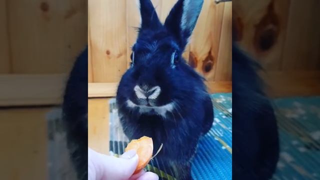 Декоративный кролик ест морковку смотреть онлайн