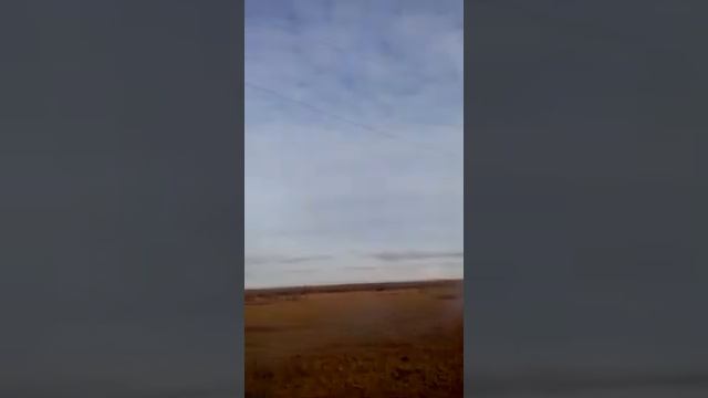 Высоко вольтный провод упал на карову  внутренности кипять