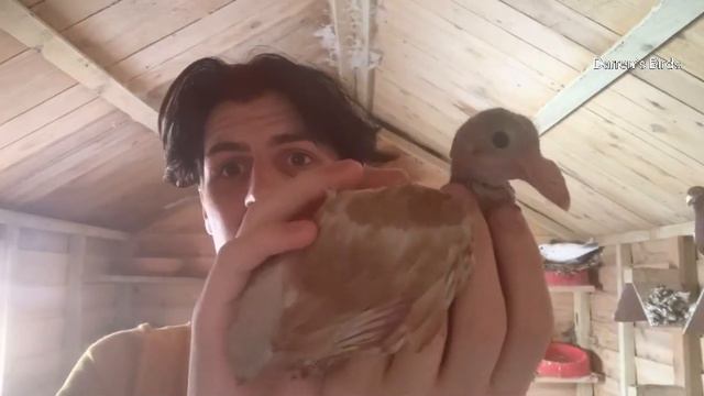 My Coloured Racing Pigeons & Pigeon Lofts