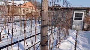 Как зимует малиновое дерево Крепыш на шпалере