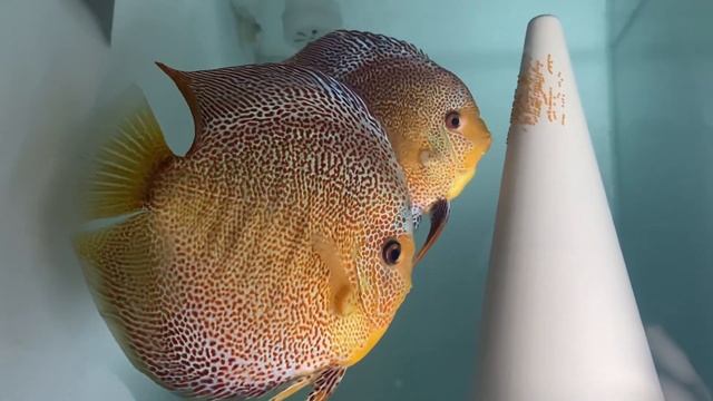 New pair: Giant face spotted Penang eruption male and his bride. Гигантский эрапшен с подругой :) смотреть онлайн