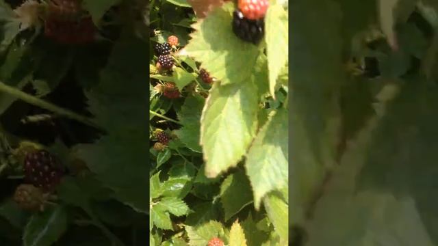 Ежевика Лох Мери смотреть онлайн