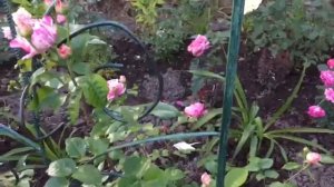 Роза ЖУЛИ АНДРИЕ (Rose Julie Andrieu)