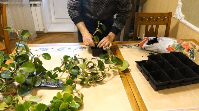 Пеперомия уход и размножение .