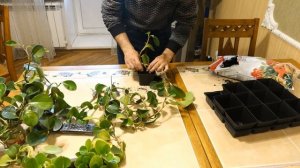 Пеперомия уход и размножение .