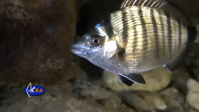 Зубарик. Рыбы Черного моря. Diplodus puntazzo Sharpsnout seabream смотреть онлайн
