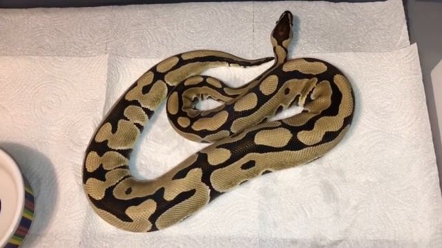 My female Desert Ball Python 9-29-2017 смотреть онлайн