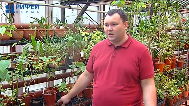 Зеленый участок. Уход за комнатными растениями смотреть онлайн