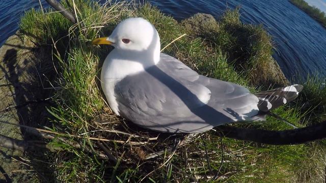 Сизая чайка (лат. Larus canus) смотреть онлайн