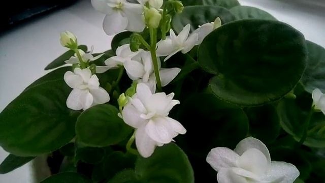 Milky Way Trail фіалка напівмінітрейлер смотреть онлайн