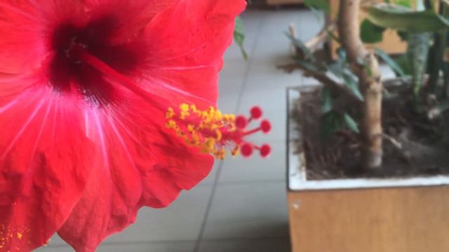 Hibiscus rosa-sinensis смотреть онлайн