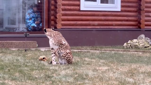 Гепард Герда и малыш гепардик! Реакция Герды на плюшевого котенка гепарда! смотреть онлайн