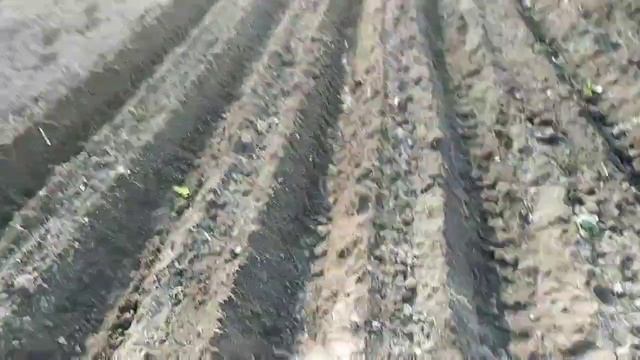 Посадка картофеля польскими окучниками. смотреть онлайн
