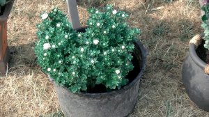 Миниатюрная астра БАМБИНА и букетная-ТРУБАДУР