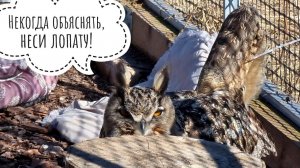 Сова филин Ёль копает ямки и хочет гнездиться. В наш ручей прилетели лесные голуби вяхири