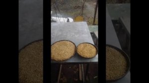 готовим ??квас из овса и ячменя на березовом соке,??