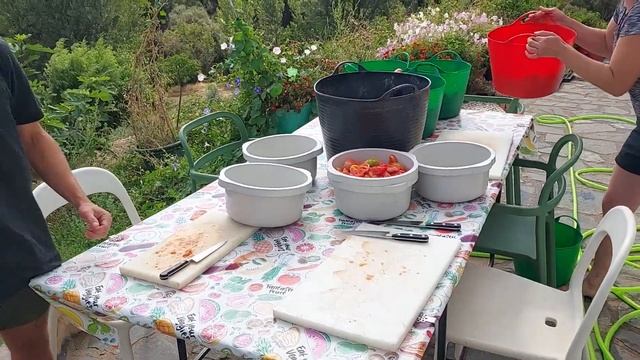 Preparing Tomatoes for Canning with KENWOOD AT340 SLICER, GRATER AND CHIPPER attachment. смотреть онлайн