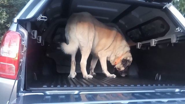 Abar the SIVAS KANGAL | Fiat Fullback Pickup смотреть онлайн