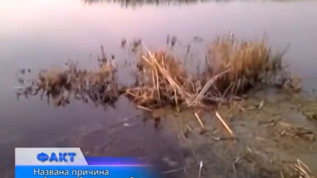 Названа причина гибели рыбы на реке Орь смотреть онлайн