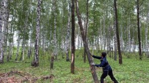 Можно Ли Пилить Валежник? Закон О Валежнике