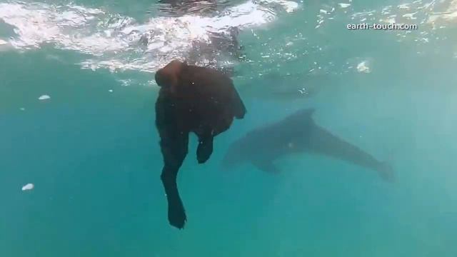 Кира и дельфины смотреть онлайн