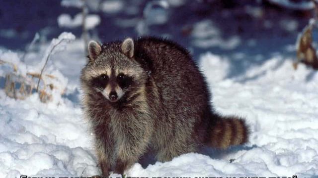 Енотовидная собака: как выглядит, содержание в домашних условиях смотреть онлайн