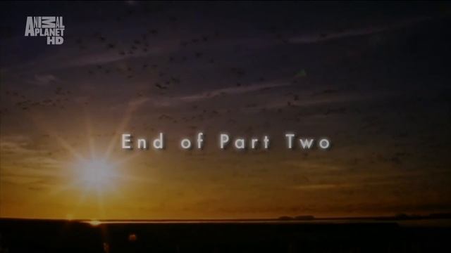 Арктика. Тундра. Ледяная пустыня. Гренландия смотреть онлайн