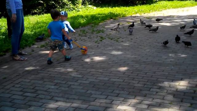 Смешная реакция ребенка на голубей. Fun baby reaction. смотреть онлайн