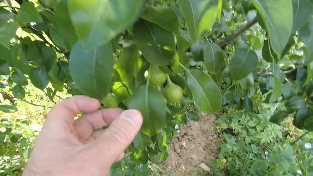 Работы на даче: обработка сада баковой смесью(17.06.2023) смотреть онлайн