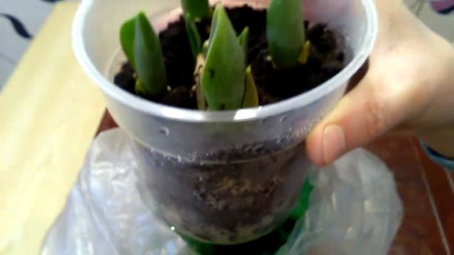 Выращивание тюльпанов к 8 Марту! //МИНИ-ПАРНИК//МОЙ МЕТОД //№1 смотреть онлайн