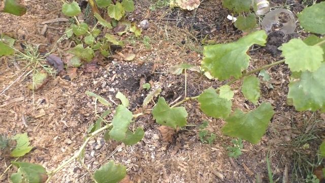 Виноградная школка осенью. Вызревание саженцев. Что делать с невызревшими? смотреть онлайн