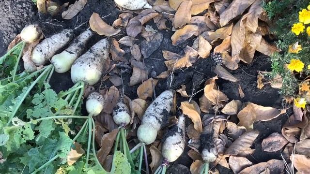 Дайкон, редька, редис, сельдерей сбор урожая с рассуждением смотреть онлайн