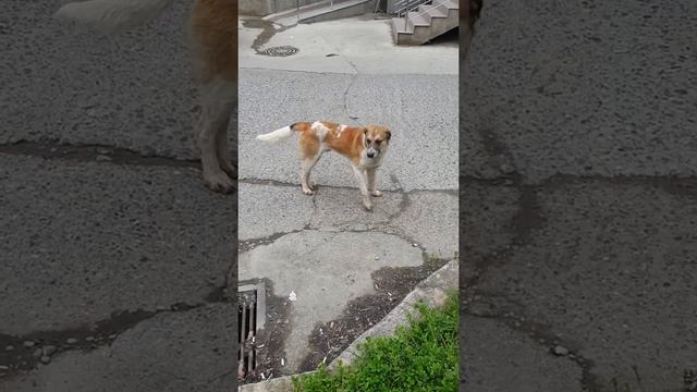 Уличные собаки ? смотреть онлайн