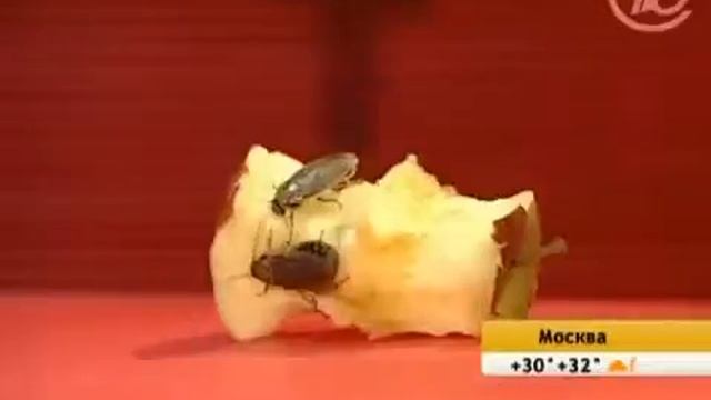 Химические средства от тараканов. смотреть онлайн