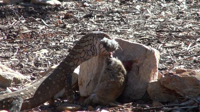 Monitor Lizards of Australia Monitor VS Rabbit Perentie (Varanus giganteus) #monitor #goanna смотреть онлайн