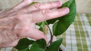 #Цветы домашние. #Сингониум ушковидный. #Размножение. Как я размножала сингониум?