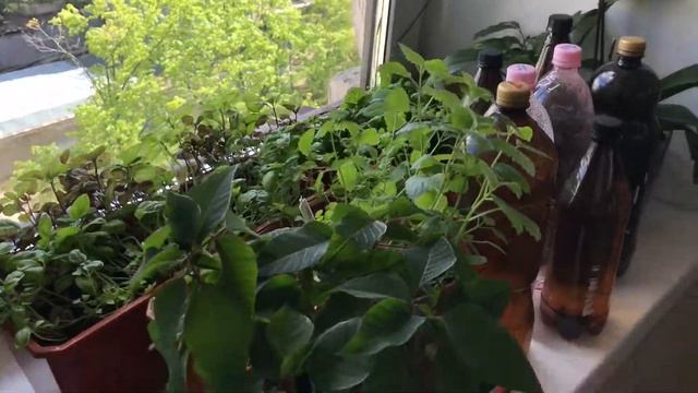 01.06.2017 💐ЛЕТО В ПИТЕРЕ🌹🌹🌹Уход за Розой смотреть онлайн