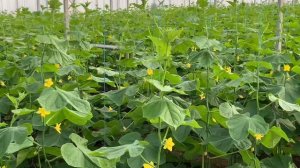 Огурец Мадрилене. Начало плодоношения в промышленной теплице.