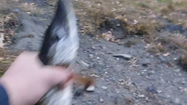 Ловля щуки на воблер Олта, Минусинская протока 11.10.2021 смотреть онлайн