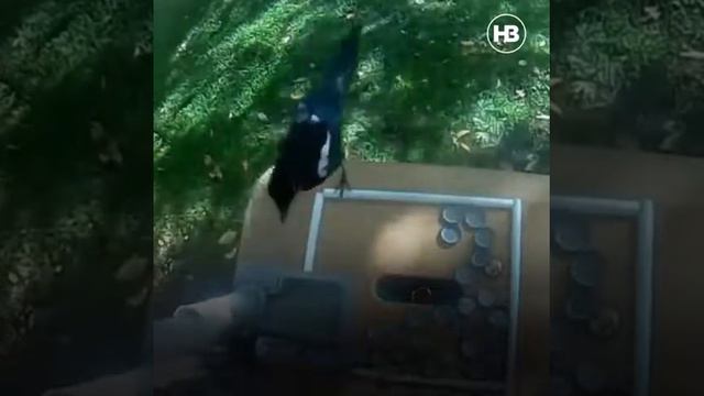 Шведський інженер навчив сорок заробляти собі на життя смотреть онлайн