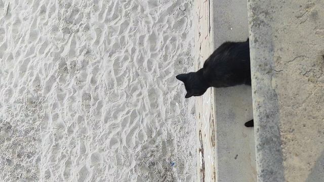 Чорна пантера на полюванні. смотреть онлайн