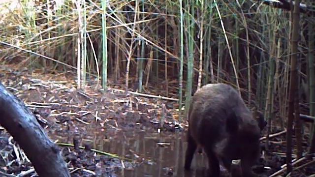 Wild Boar eats rabbit смотреть онлайн