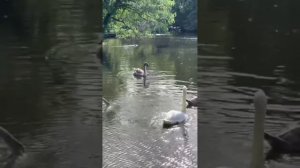 Успакаевает