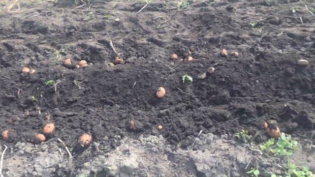 Копаємо картоплю супер копачкою, чи зберемо 3.5т із 8сот.? Ваші ставки! смотреть онлайн