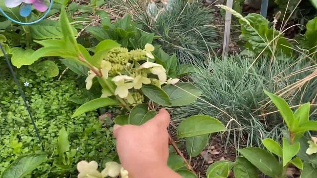 Ende Juli 2022. Gartenübersicht Hortensien. Beschreibung mit Namen, Größen und Arten. смотреть онлайн