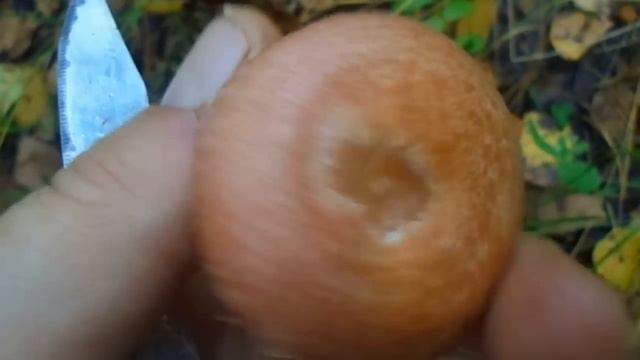 Гриб волнушка розовая смотреть онлайн