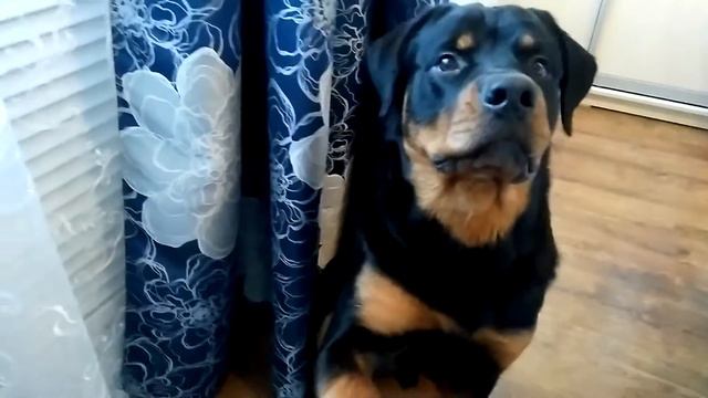 Ротвейлер Фил / Rottweiler Phill