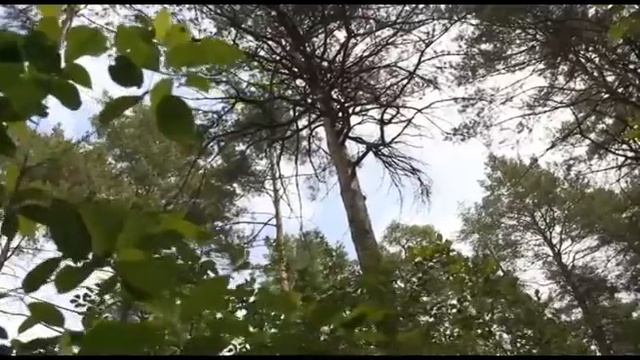 "Почему так называется?" Бекарюковский бор (14.10.2013) смотреть онлайн