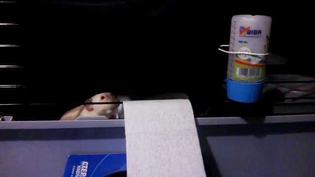 Соля рвет ее зубами, запасает и за клеткой, а хозяйка бессердечно не поможет оторвать :) смотреть онлайн